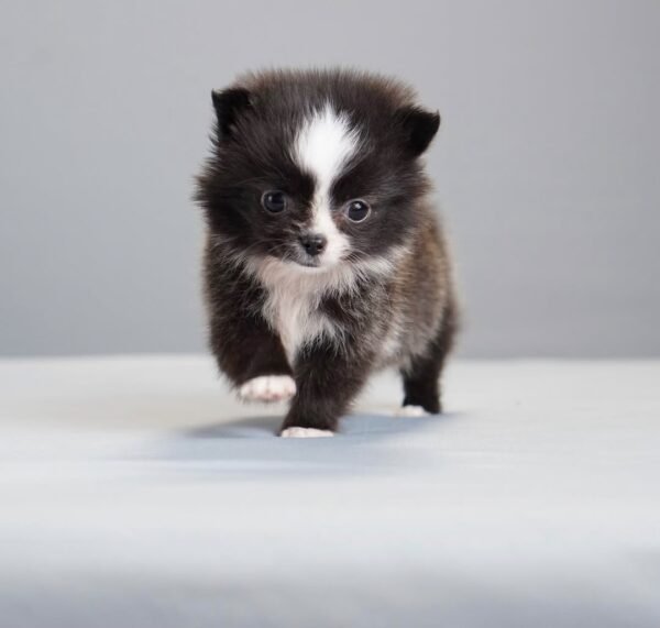 Archie (1) Milo