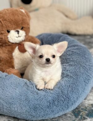 chloe (1) Chloe