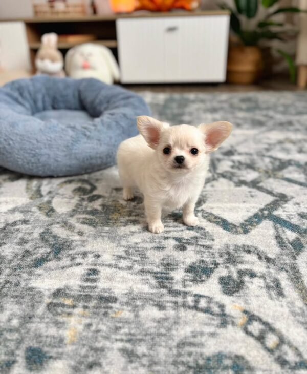 chloe (3) Chloe
