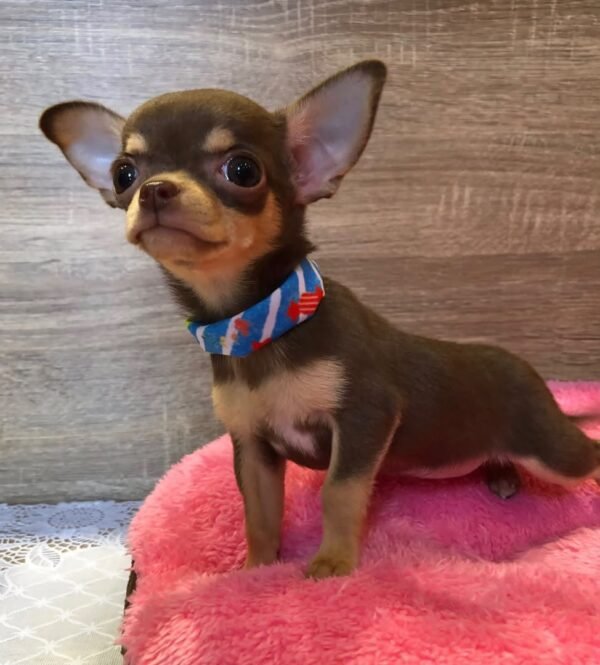 coco (2) Coco