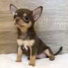 coco (3) Coco