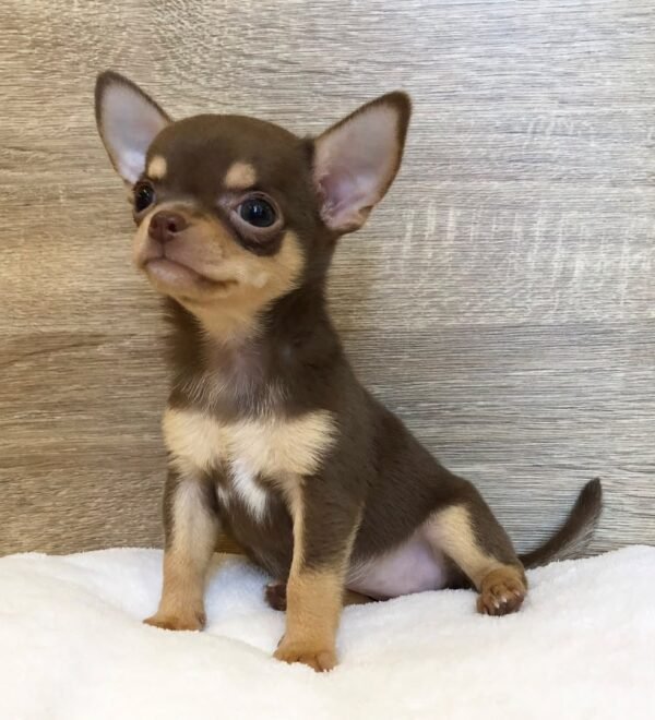 coco (3) Coco