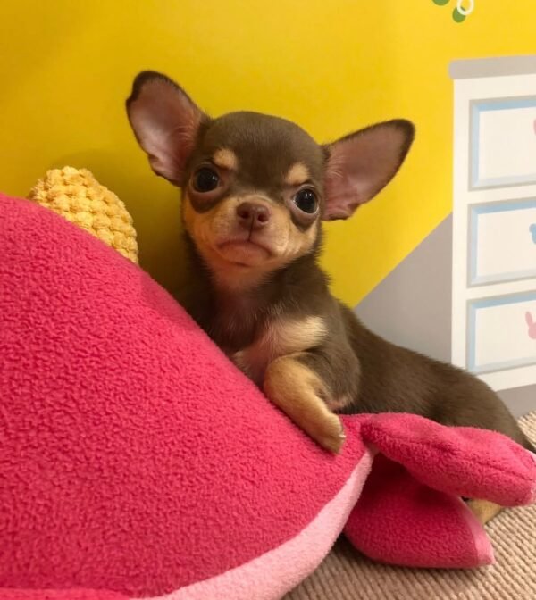 coco (6) Coco