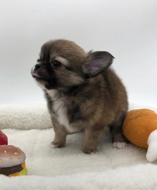simba (5) Simba